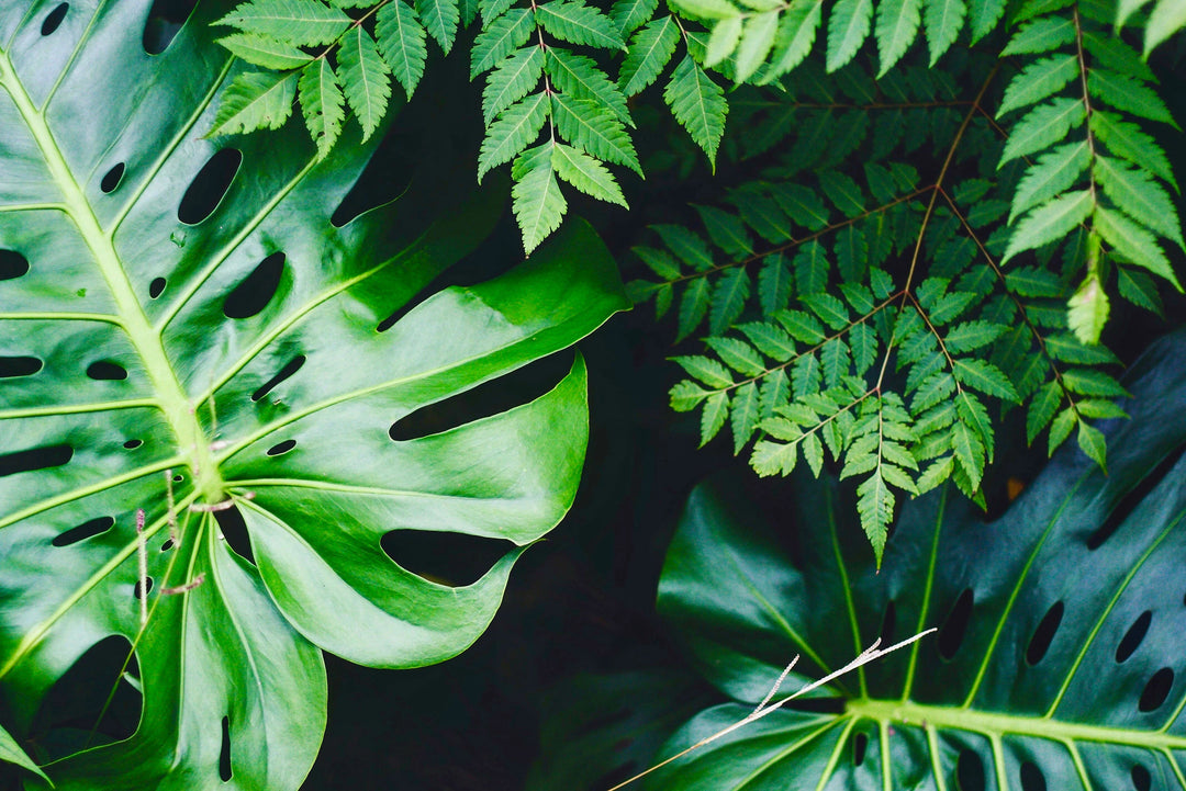 Indoor Plant Pots