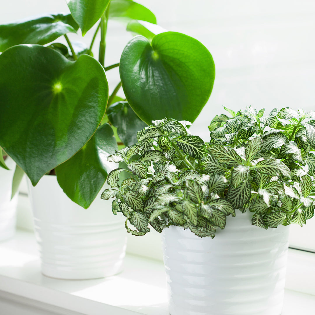 Perfecting Houseplant Care Mist