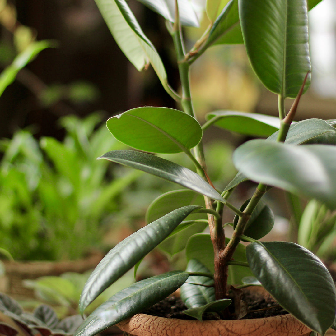 Perfecting Houseplant Care Mist