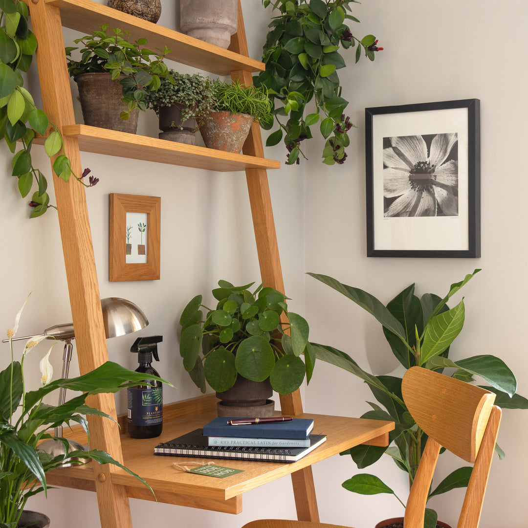 Perfecting Houseplant Care Mist